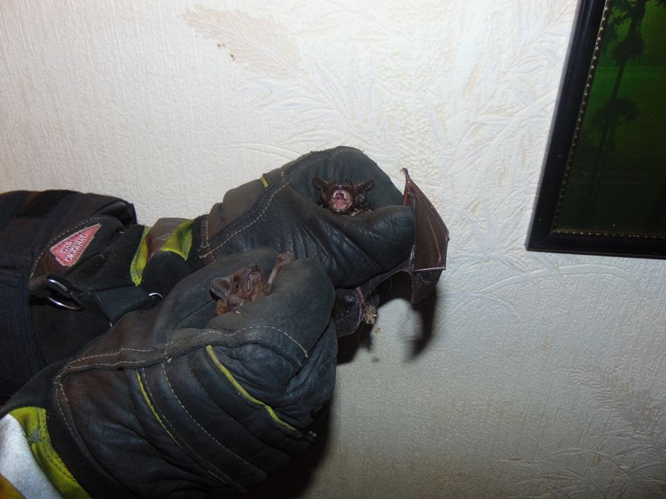 В квартире женщины поселилась целая стая летучих мышей. Новости Днепра