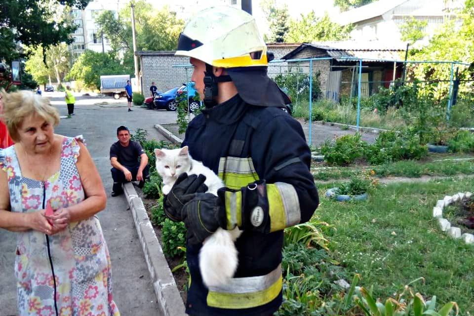 Спасатели сняли кота с огромной высоты. Новости Днепра