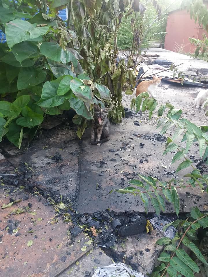 Сожгли котят заживо: шокирующие подробности издевательств над животными в Днепре. Новости Днепра