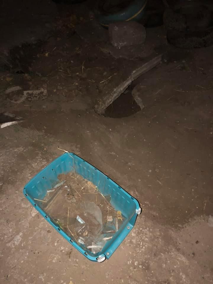 Неравная борьба: в Днепре люди засыпали нору щенков битым стеклом. Новости Днепра