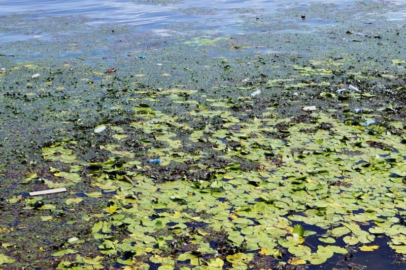 Чрезвычайная экологическая ситуация: Днепра тоже касается. Новости мира