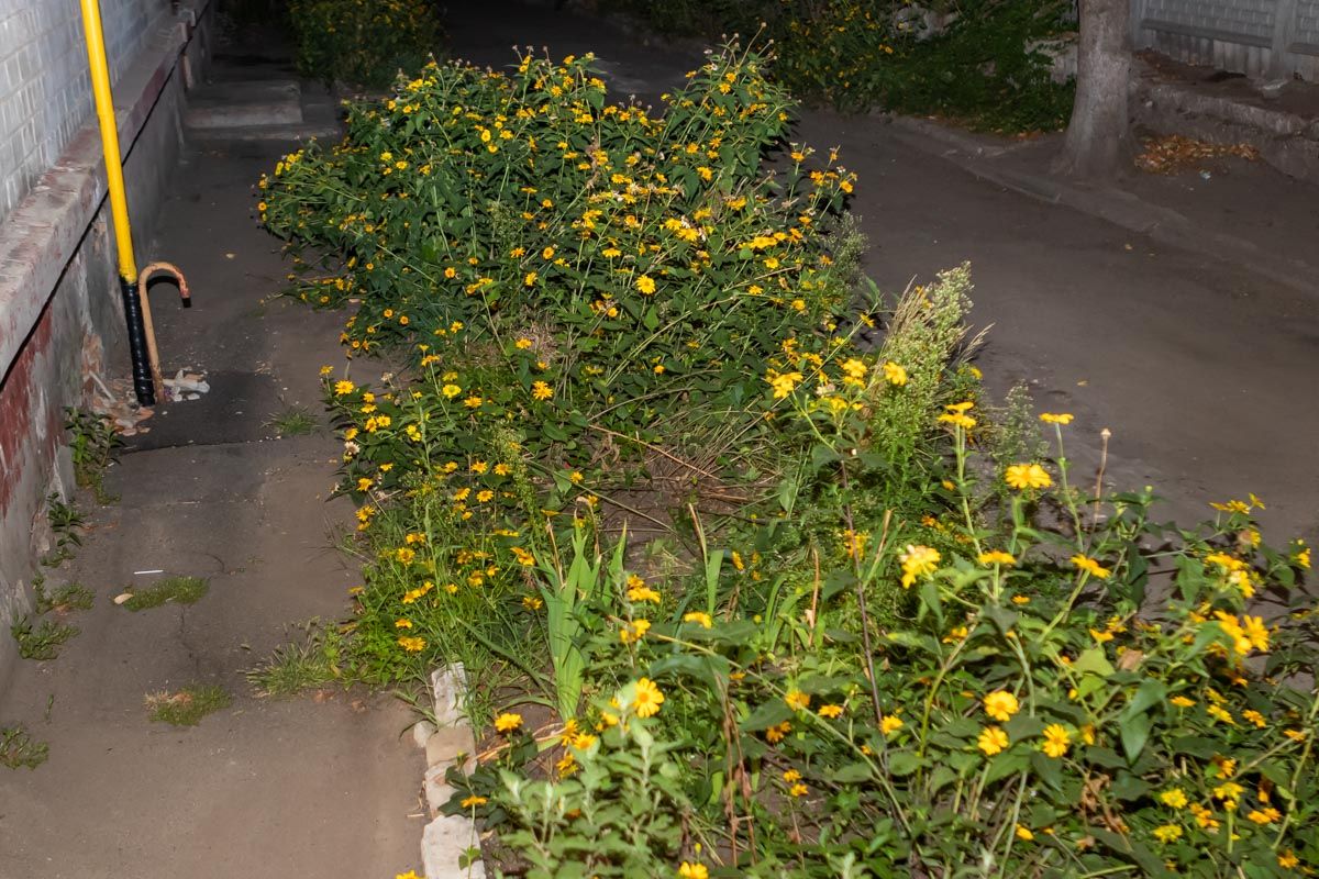 В Днепре маленький мальчик выпал из окна: взрослые не уследили за ребенком. Новости Днепра