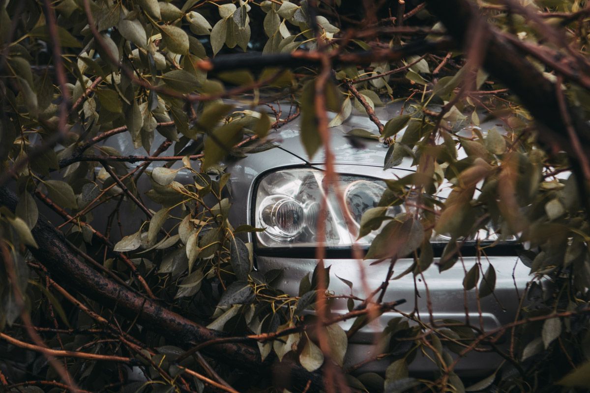 Непогода «наносит удар»: дерево упало на припаркованную машину. Новости Днепра