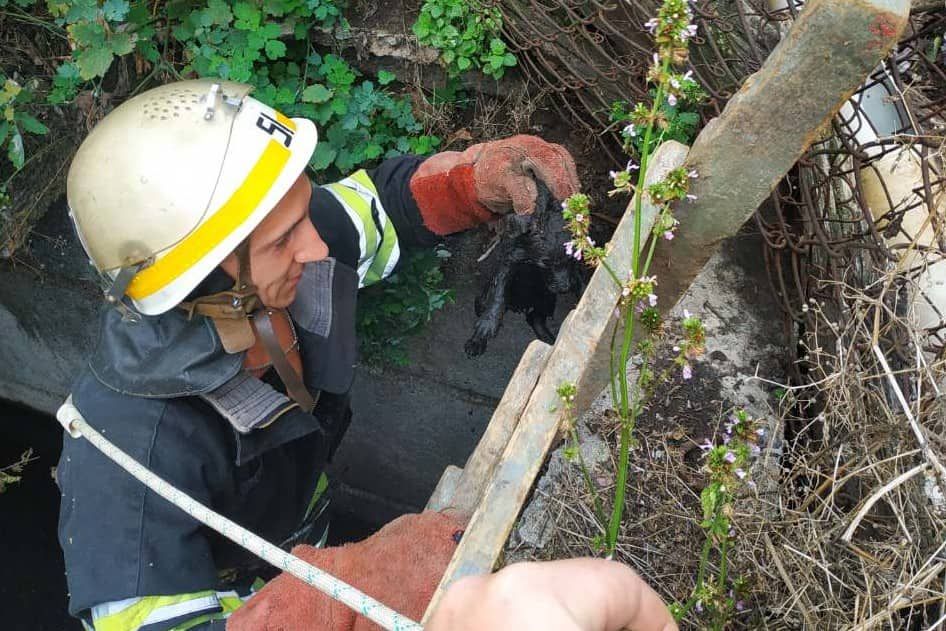 На выходные можно идти спокойно: сотрудники ГСЧС спасли двух щенков. Новости Днепра