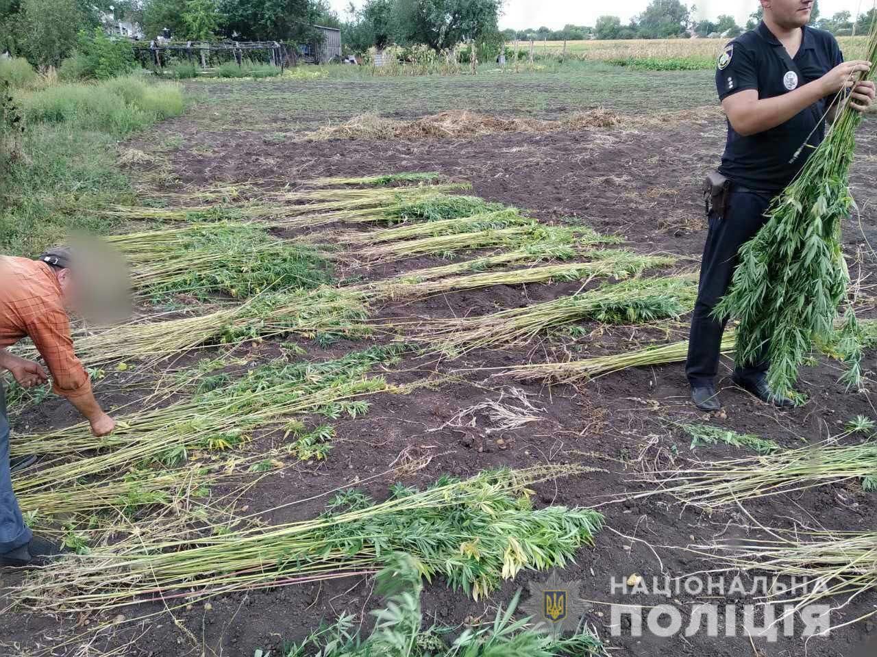 Супружеская пара выращивала коноплю у себя на огороде. Новости Днепра