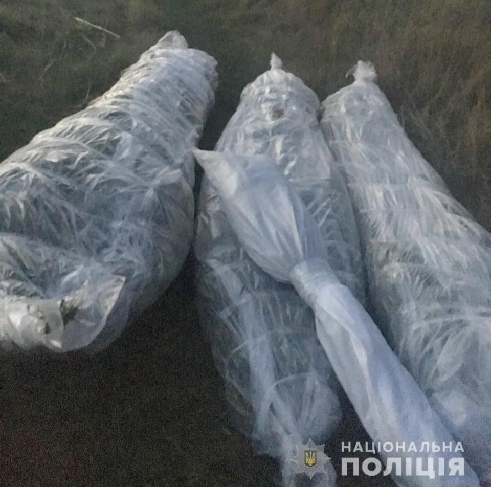 «Море конопли»: в области обнаружили плантацию наркотических растений. Новости Днепра