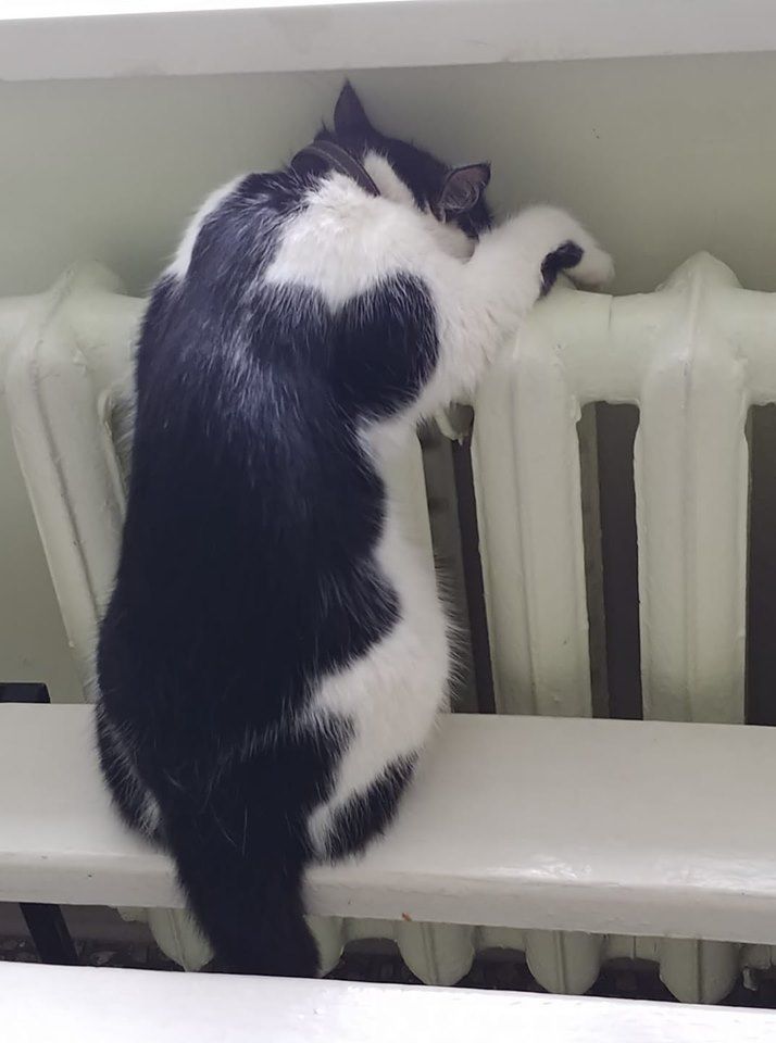 «Казалось бы, где кошки, а где роддом?»: в Днепре работает хвостатая акушерка. Новости Днепра