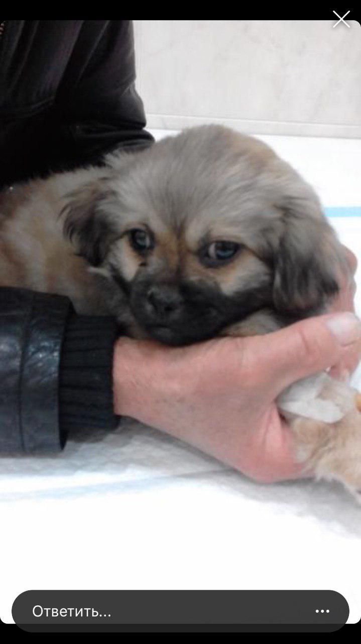 Собаку 80-летнего пенсионера сбили и скрылись, а дедушка отчаянно ищет раненого пса. Новости Днепра