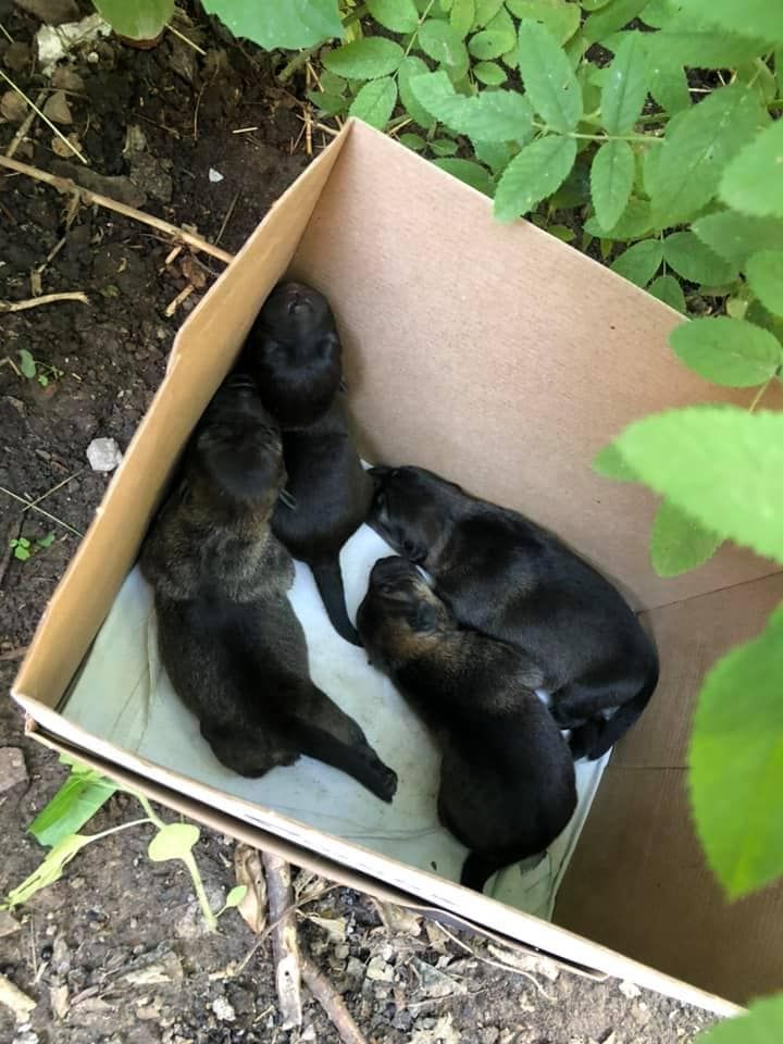 «Ничего нового»: в Днепре новорожденных щенков выбросили на помойку. Новости Днепра