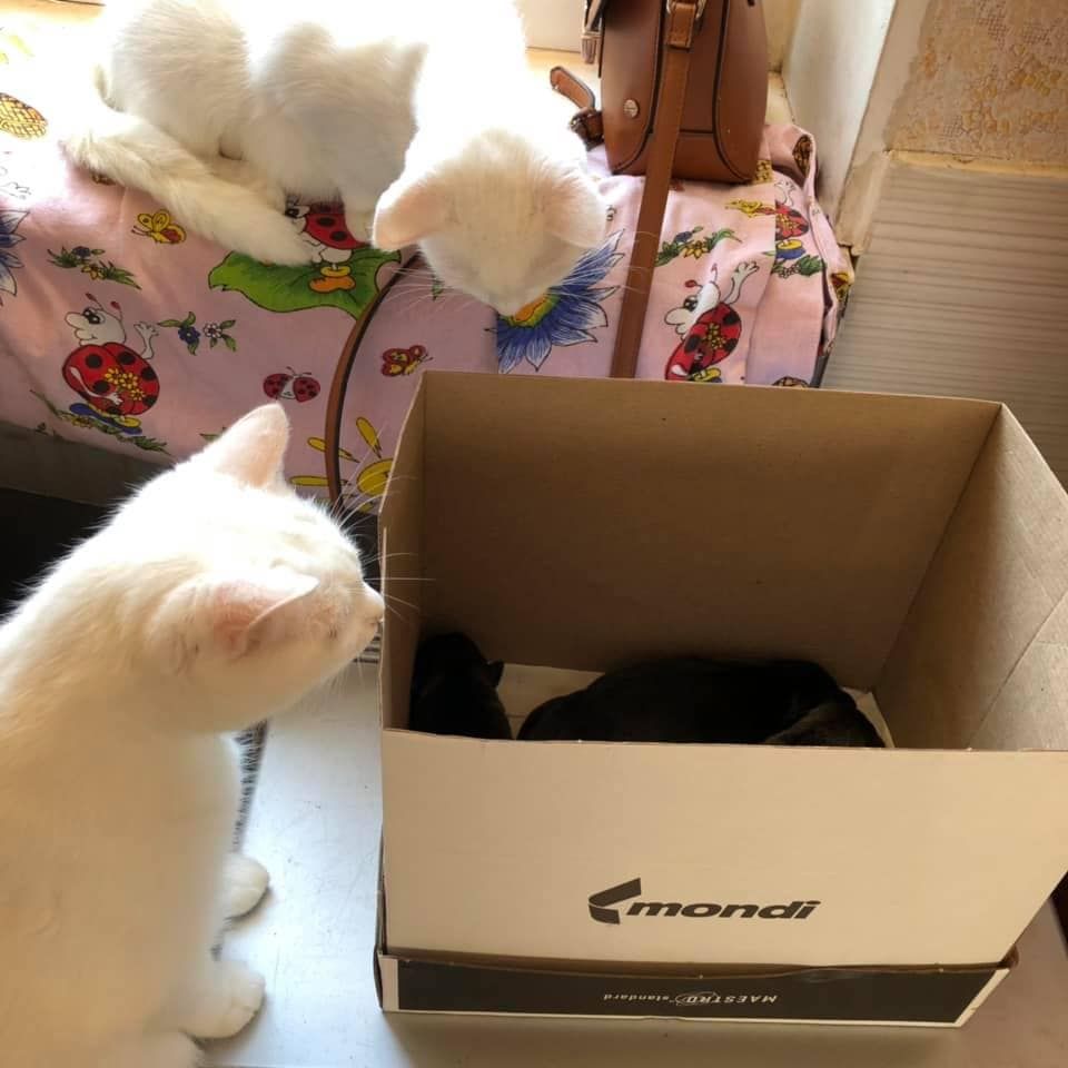 «Ничего нового»: в Днепре новорожденных щенков выбросили на помойку. Новости Днепра