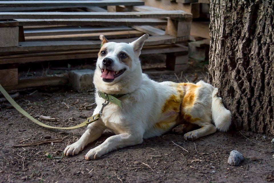 Нечеловеческая жестокость и чудесное спасение: женщина выходила избитую собаку. Новости Днепра