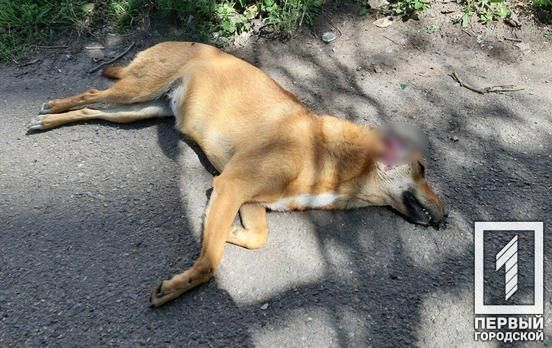 Отрезали уши и шкура: живодеры жестоко расправились с собакой. Новости Днепра