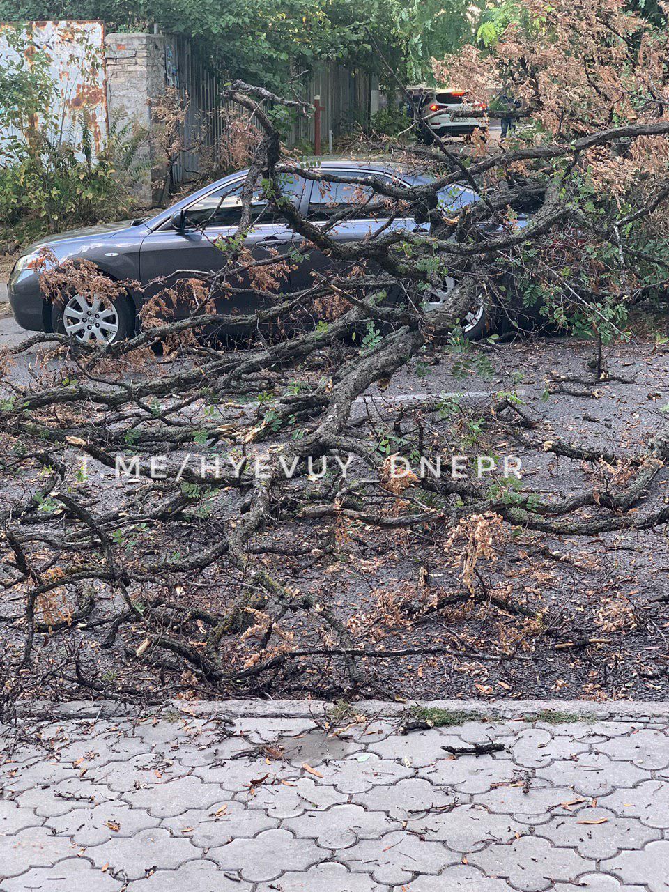 «Деревопад» в Днепре: автомобили горожан подверглись «нападению». Новости Днепра