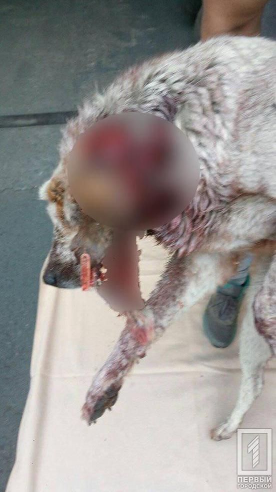 Живодеры содрали кожу с собаки и попросту бросили ее умирать от боли. Новости Днепра