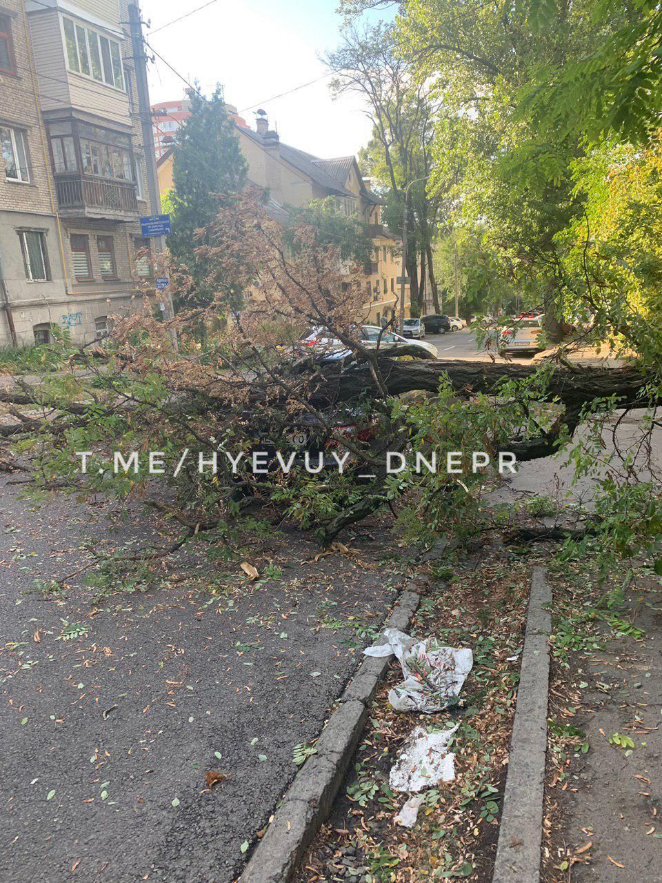 «Деревопад» в Днепре: автомобили горожан подверглись «нападению». Новости Днепра