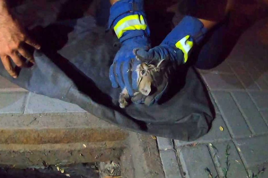 Маленький котенок провалился в канализацию и не смог выбраться. Новости Днепра