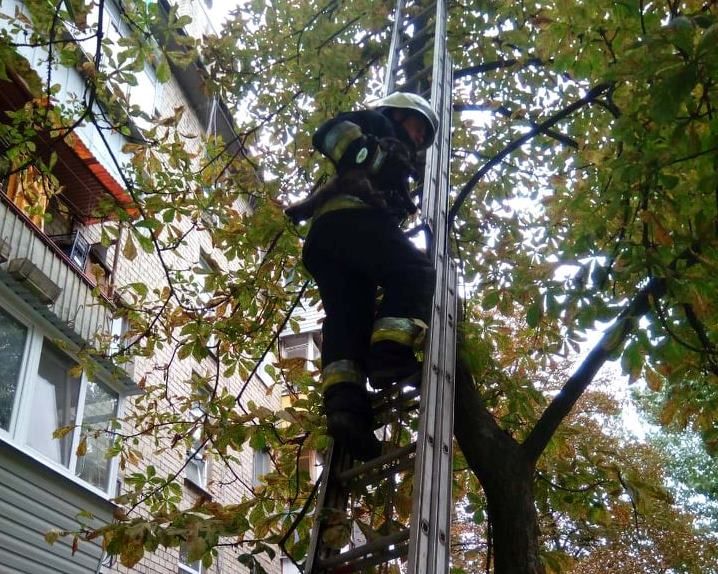 Сотрудники ГСЧС спасли очередного кота: животное сняли с огромного дерева. Новости Днепра