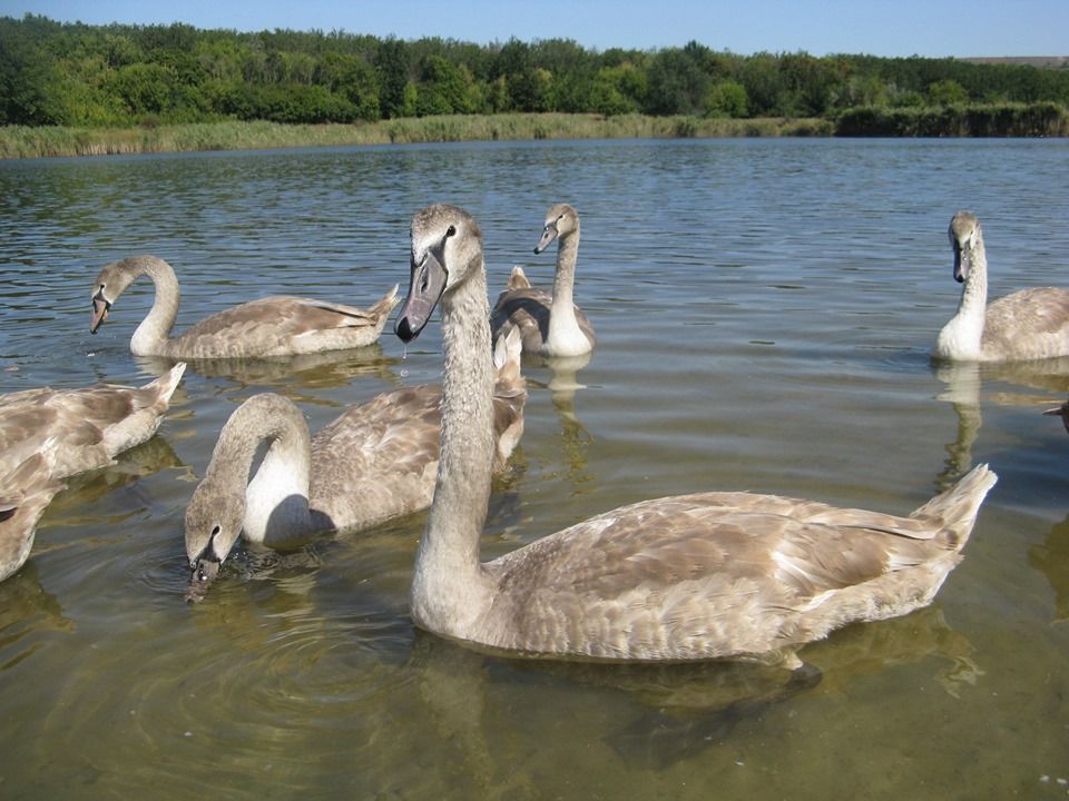 «Лебединое озеро» под Днепром: на пруду появилась стая благородных птиц. Новости Днепра