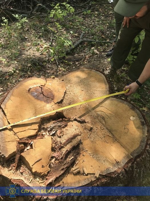 Мужчина наворовал леса на 8 миллионов: подробности. Новости Украины