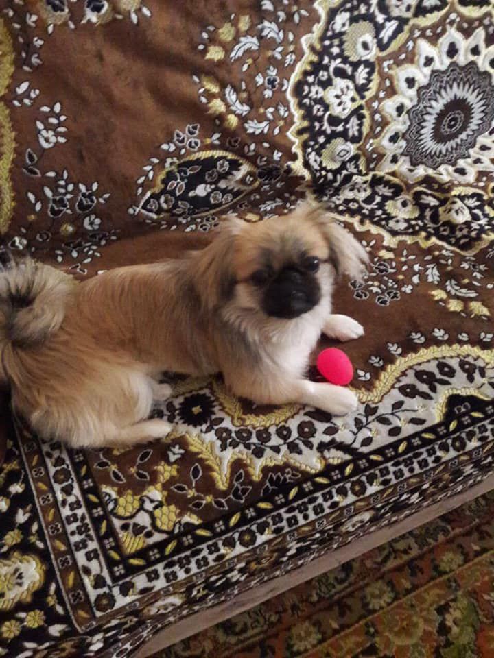 «Украли пекинеса и телефон»: днепрянку ограбил «авторитет в кроксах». Новости Днепра