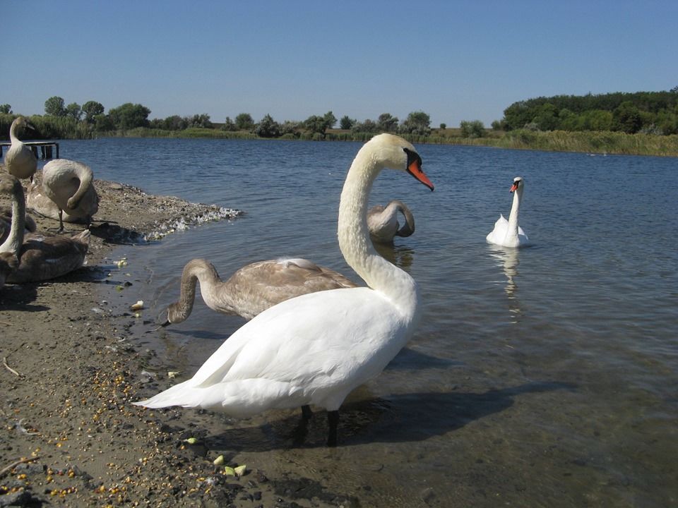 «Лебединое озеро» под Днепром: на пруду появилась стая благородных птиц. Новости Днепра