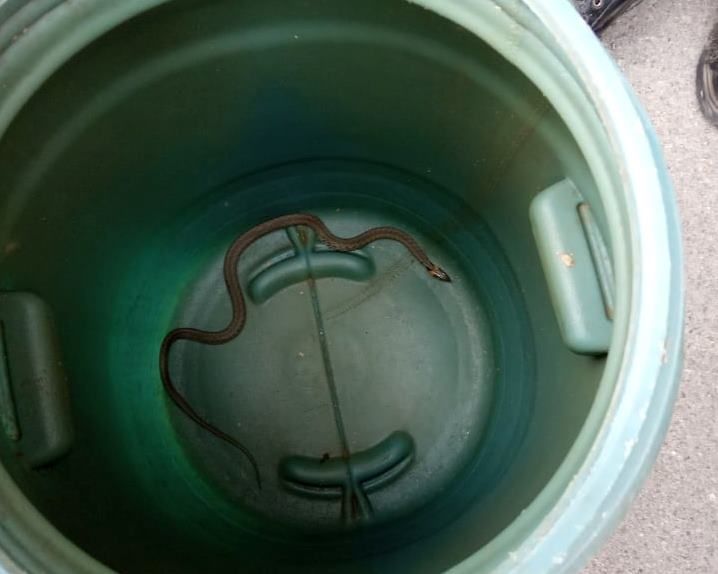 В Днепре спасатели ловили змею. Новости Днепра