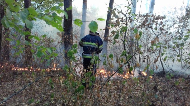 Лесной пожар: спасатели несколько часов тушили возгорание. Новости Днепра