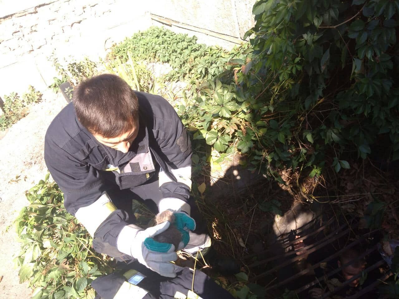 Провалился и не смог выбраться: в Днепре спасали маленького котенка. Новости Днепра