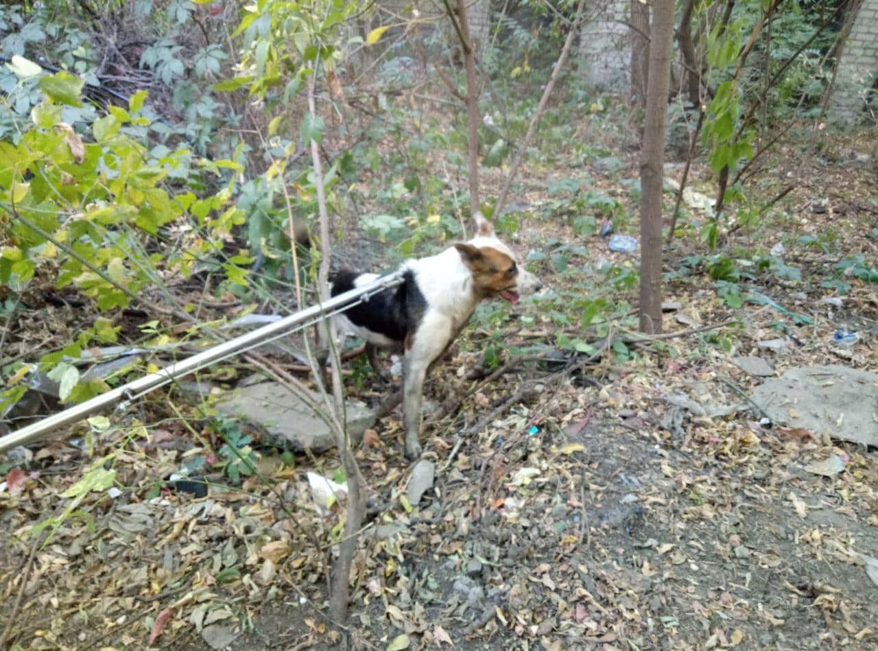 2,5 метра под землей: в Днепре собака оказалась в опасной ловушке. Новости Днепра