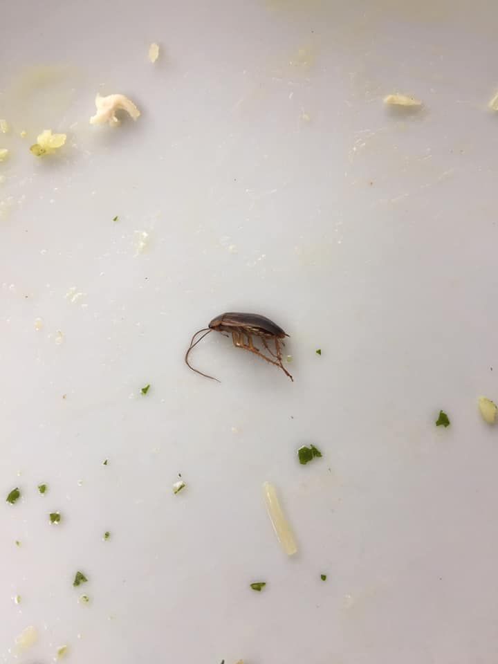 В популярном кафе Днепра посетитель чуть не проглотил таракана. Новости Днепра