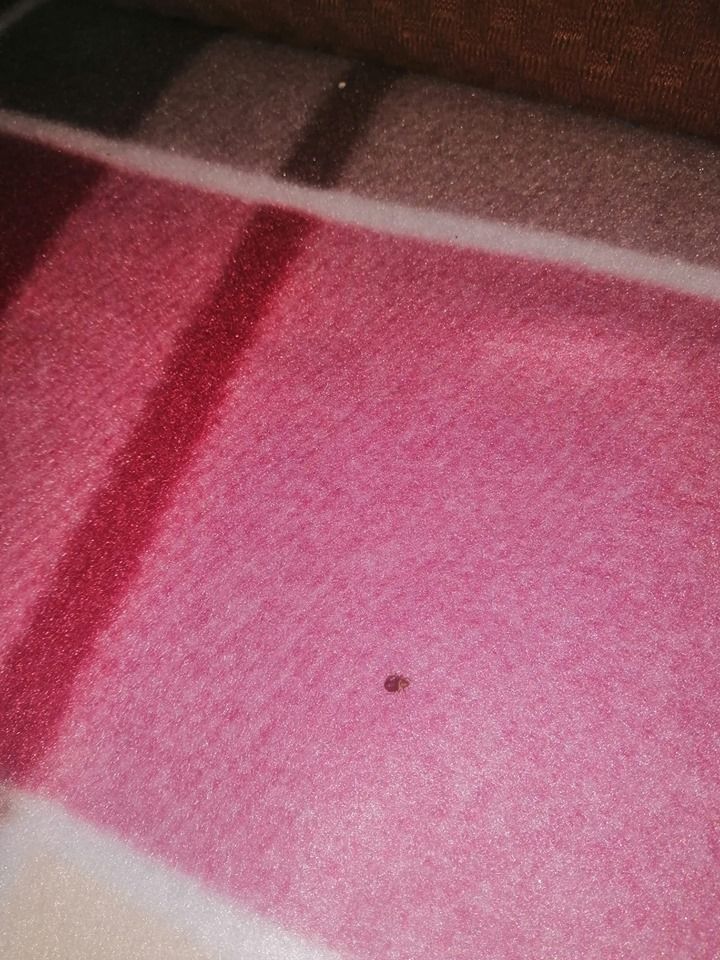 «Клопы лезут из дивана»: чем обернулась аренда квартиры в Днепре. Новости Днепра