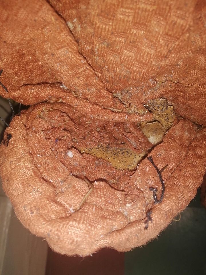 «Клопы лезут из дивана»: чем обернулась аренда квартиры в Днепре. Новости Днепра