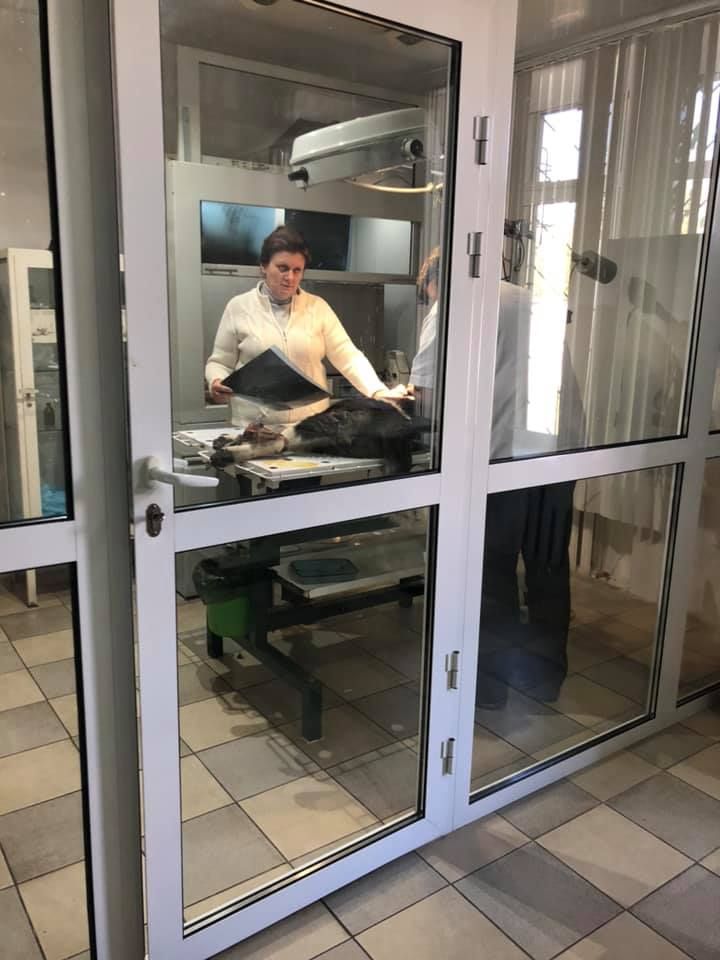 «Мне по**й! Стрелял и стрелять буду»: в Днепре мужчина ранил собаку. Новости Днепра