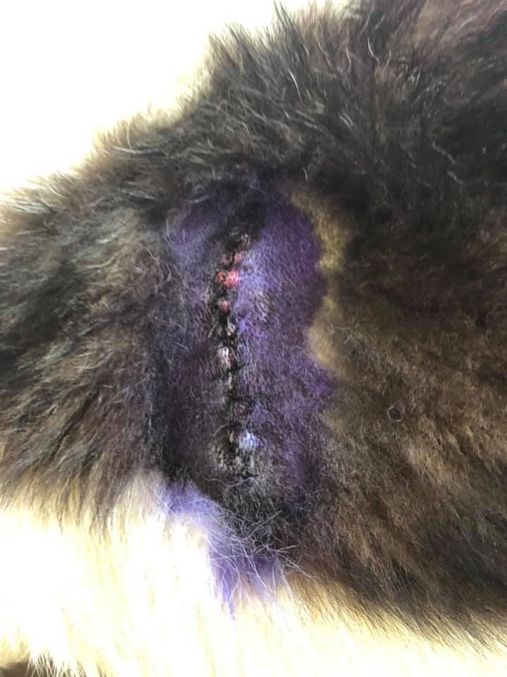 «Мне по**й! Стрелял и стрелять буду»: в Днепре мужчина ранил собаку. Новости Днепра