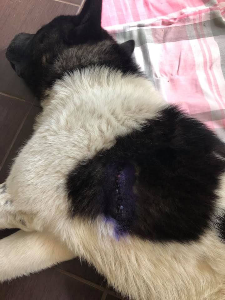 «Мне по**й! Стрелял и стрелять буду»: в Днепре мужчина ранил собаку. Новости Днепра