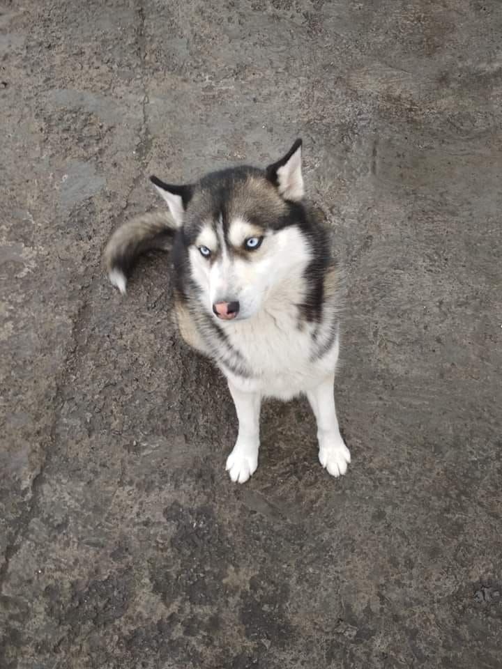 В Днепре работники супермаркета прятали пса от хозяев, которые его потеряли. Новости Днепра