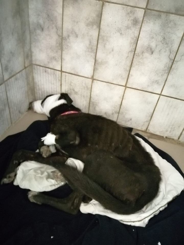 «У собаки нет морды»: в Днепре неизвестный облил пса кислотой. Новости Днепра