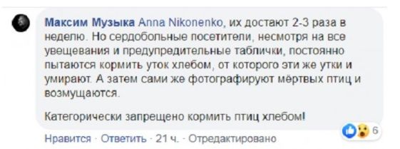 «Хлеб или вода?»: от чего в парке Днепра гибнут птицы. Новости Днепра