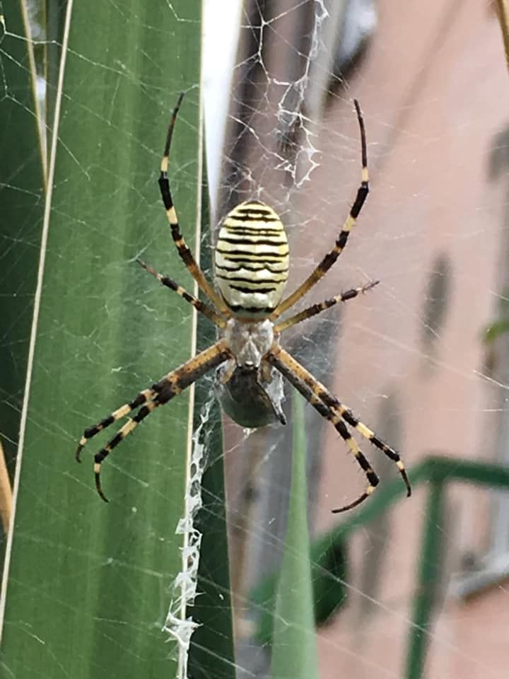 «Размером с детскую ладонь»: днепрян напугали большие пауки. Новости Днепра