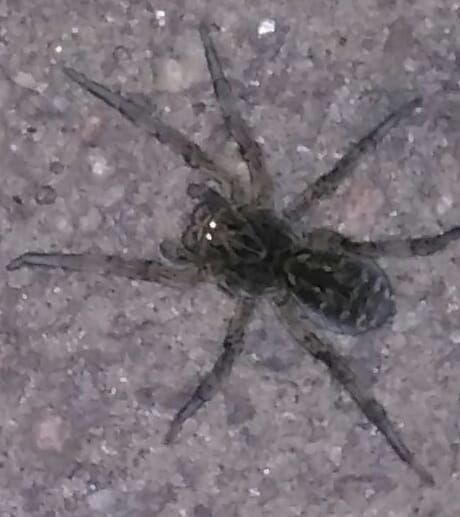 «Размером с детскую ладонь»: днепрян напугали большие пауки. Новости Днепра