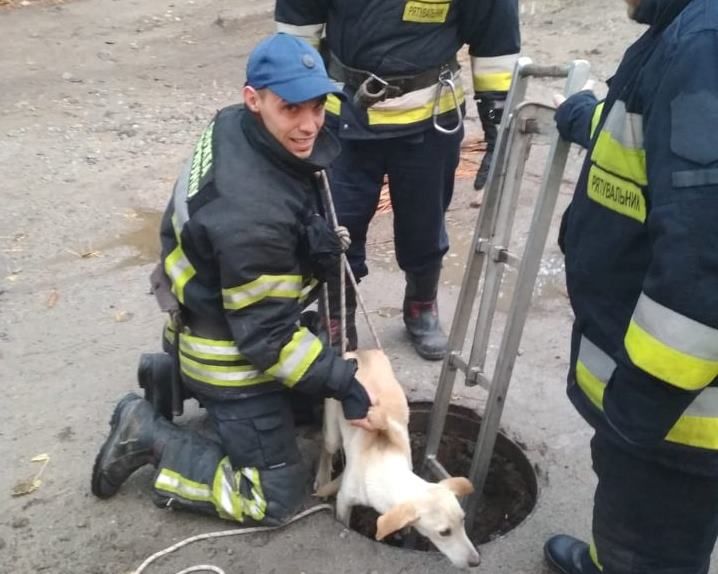 Жалобный лай о помощи: в Днепре спасали пса из канализации. Новости Днепра