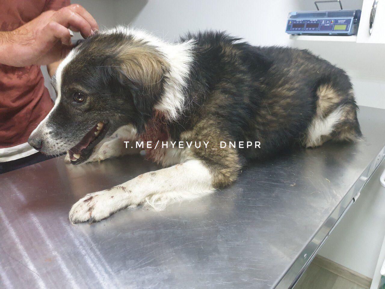 В Днепре живодер избивал, мучал и резал ножом собаку на глазах у детей. Новости Днепра