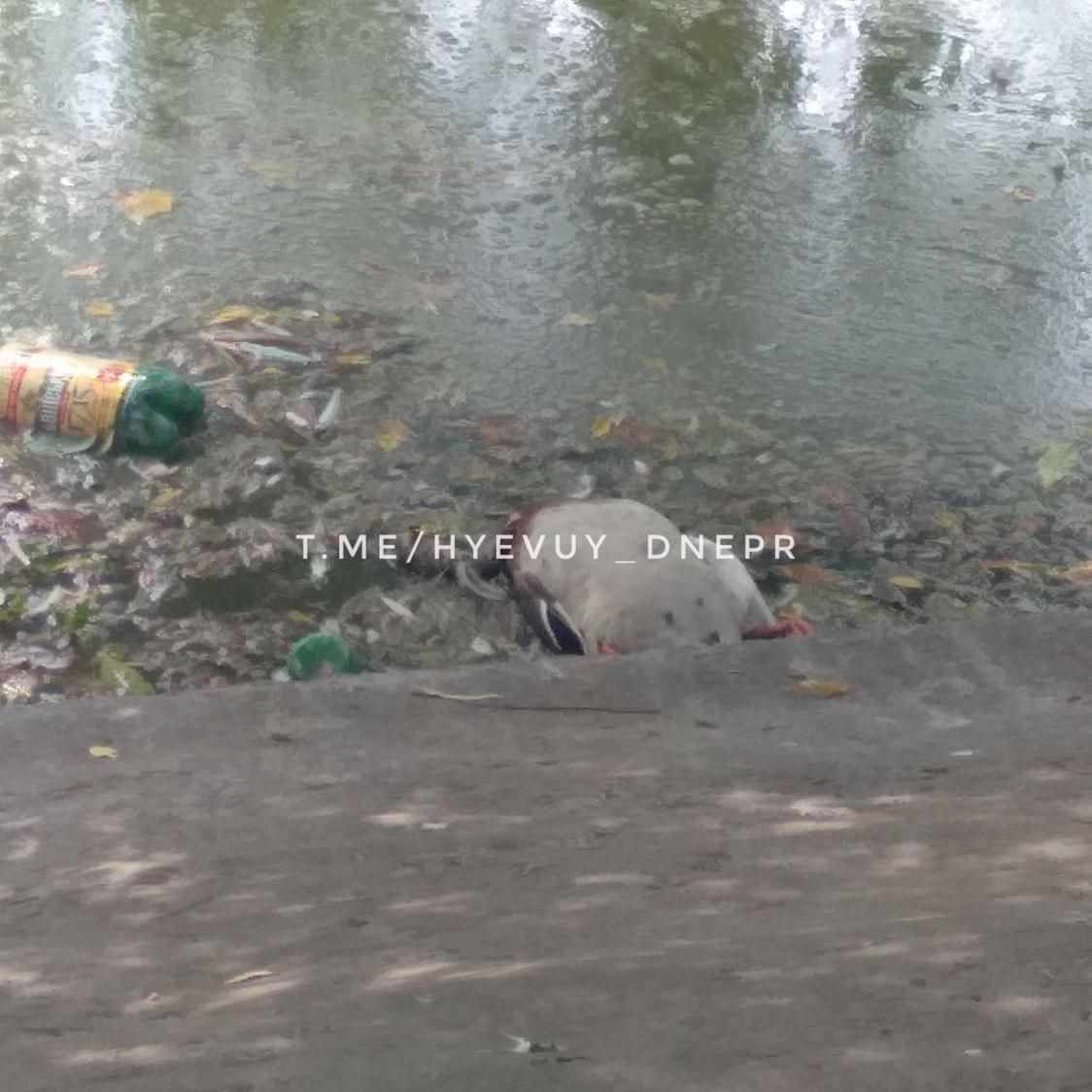 «Воняет не только тиной и отходами»: в Днепре в куче мусора плавают мертвые утки. Новости Днепра