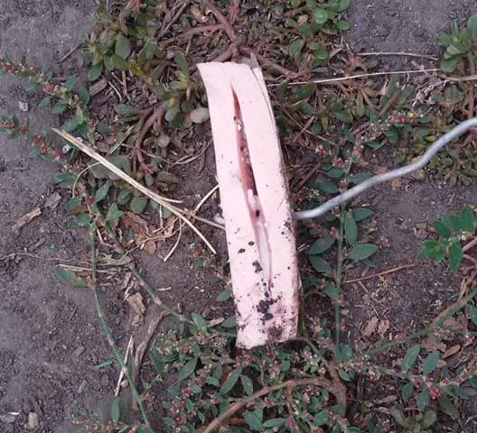 «Собаки мешают грабить»: в Днепре воры массово травят животных. Новости Днепра