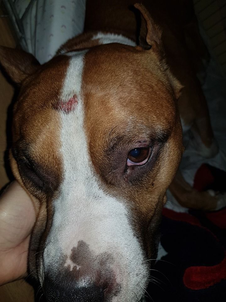 Прогулка закончилась кошмаром: как в Днепре хозяева больших собак ставят под угрозу чужие жизни. Новости Днепра