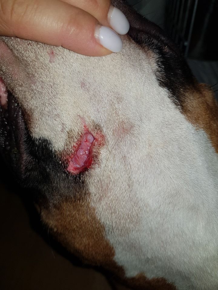 Прогулка закончилась кошмаром: как в Днепре хозяева больших собак ставят под угрозу чужие жизни. Новости Днепра