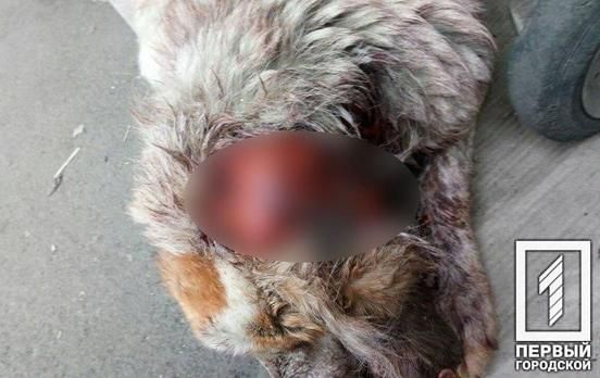 Живодеры содрали кожу с собаки и попросту бросили ее умирать от боли. Новости Днепра