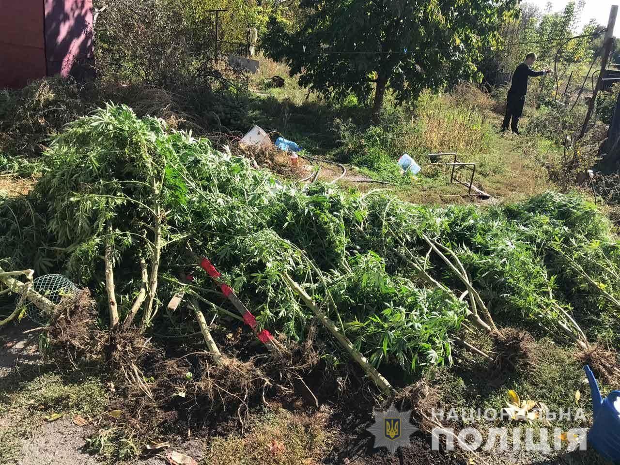 Марихуана на 250 тысяч гривен: мужчине не удалось скрыть «свое богатство». Новости Днепра