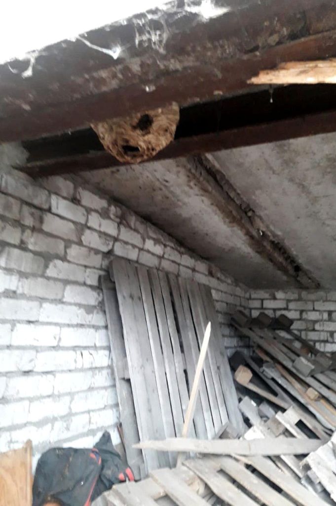 Спасатели против насекомых: у днепрян в гараже нашли гнездо шершней. Новости Днепра