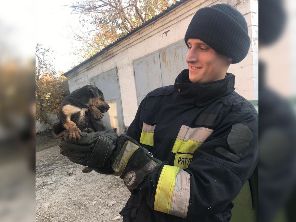 Провалились в туалет: в Днепре спасали щенков. Новости Днепра
